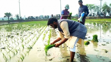 ভোট চাইতে গিয়ে কৃষকের সঙ্গে ধান রোপণ করলেন রাশেদ খান