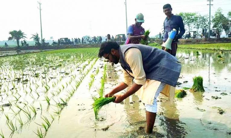 ভোট চাইতে গিয়ে কৃষকের সঙ্গে ধান রোপণ করলেন রাশেদ খান