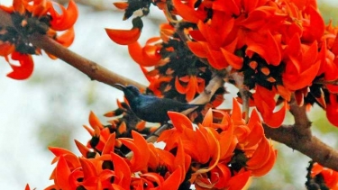 ঋতুরাজ বসন্তের প্রথম দিন আজ