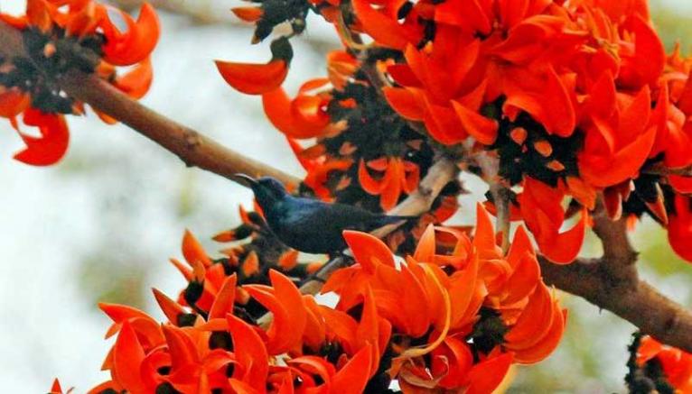 ঋতুরাজ বসন্তের প্রথম দিন আজ