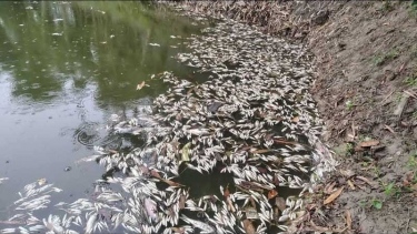 জামালপুরে শত্রুতার বিষে মরল ১০ লাখ টাকার মাছ, দিশেহারা খামারি