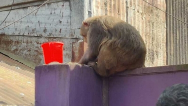 জামালপুরে বন্য বানরের তাণ্ডব, আতঙ্কে এলাকাবাসী, দ্রুত উদ্ধারের দাবি