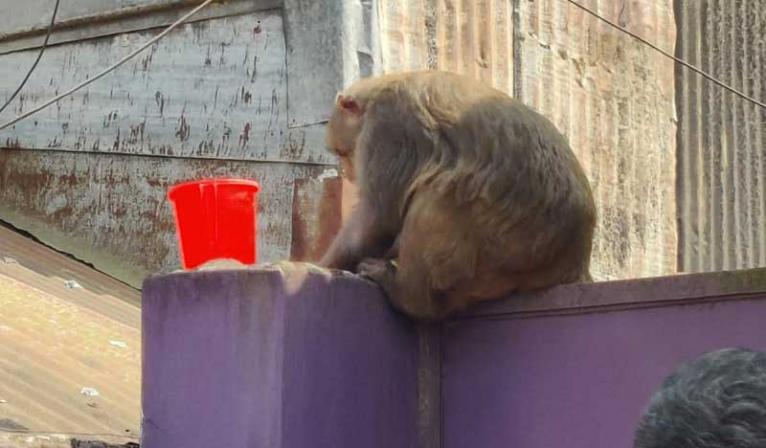 জামালপুরে বন্য বানরের তাণ্ডব, আতঙ্কে এলাকাবাসী, দ্রুত উদ্ধারের দাবি