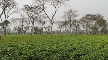 সমতলের চা বাগানে পাতা সংগ্রহ শুরু, রেকর্ড দামে খুশি পঞ্চগড়ের চাষিরা