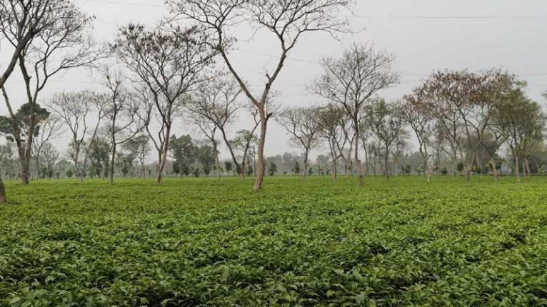 সমতলের চা বাগানে পাতা সংগ্রহ শুরু, রেকর্ড দামে খুশি পঞ্চগড়ের চাষিরা