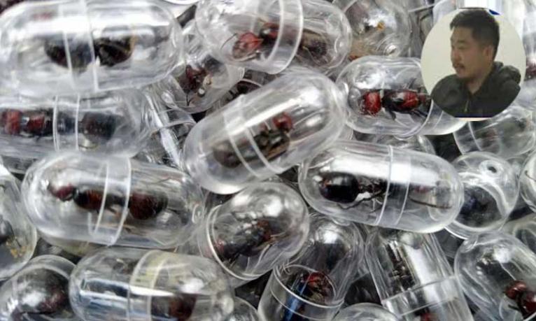 ২০০০ রানি পিঁপড়া পাচারের চেষ্টা, চীনা নাগরিক গ্রেপ্তার