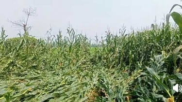 স্বপ্ন মিশল মাটিতে, সরিষাবাড়ীতে ৫০০ হেক্টর ভুট্টা ক্ষেত তছনছ, দিশেহারা কৃষক