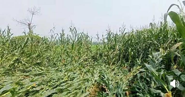 স্বপ্ন মিশল মাটিতে, সরিষাবাড়ীতে ৫০০ হেক্টর ভুট্টা ক্ষেত তছনছ, দিশেহারা কৃষক