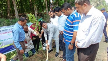 ঝিনাইদহে বৃক্ষরোপণ কর্মসূচির উদ্বোধন করলেন জেলা প্রশাসক