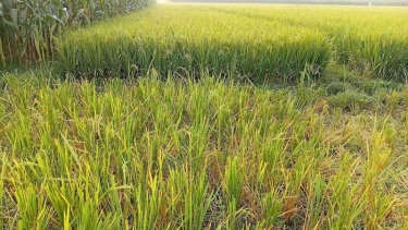 সরিষাবাড়ীতে আদালতের নিষেধাজ্ঞা অমান্য করে কৃষকের কাঁচা ধান কেটে নেয়ার অভিযোগ