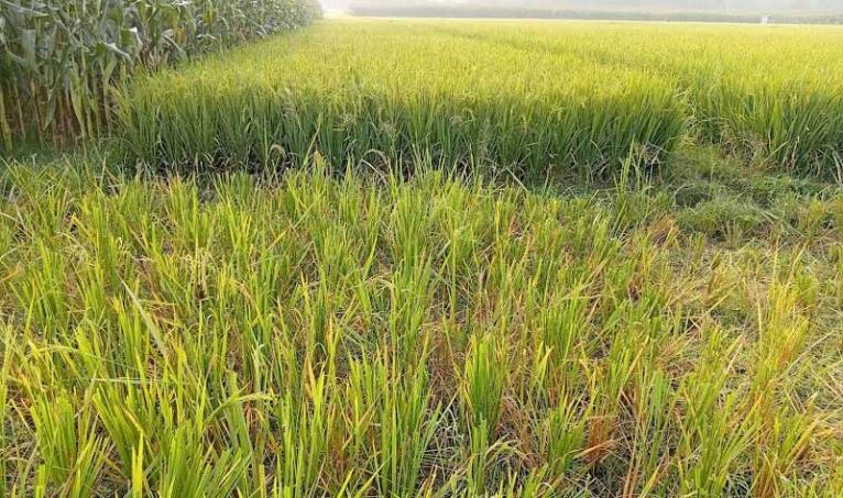 সরিষাবাড়ীতে আদালতের নিষেধাজ্ঞা অমান্য করে কৃষকের কাঁচা ধান কেটে নেয়ার অভিযোগ