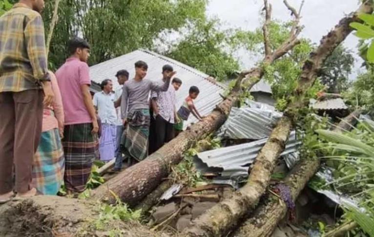মেলান্দহে কালবৈশাখী ঝড়ে ঘরের ওপর গাছ পড়ে মা ও দুই মেয়ের করুণ মৃত্যু