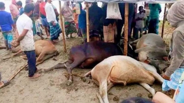 দেওয়ানগঞ্জে বজ্রপাতে ৪টি গরুর মৃত্যু, অল্পের জন্য প্রাণে বাঁচলেন ইউপি সদস্যের পিতা