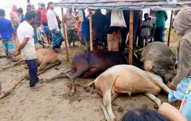 দেওয়ানগঞ্জে বজ্রপাতে ৪টি গরুর মৃত্যু, অল্পের জন্য প্রাণে বাঁচলেন ইউপি সদস্যের পিতা