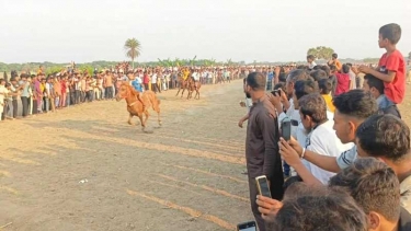 এক যুগ পর সালথায় ঐতিহ্যবাহী ঘোড়া দৌড় প্রতিযোগিতা