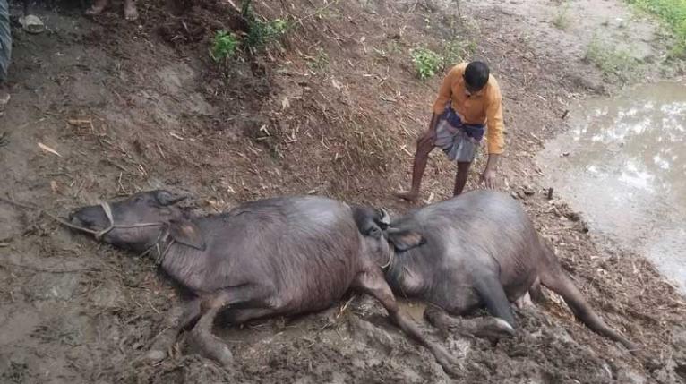 ​জামালপুরে বজ্রপাতে কৃষকের স্বপ্নভঙ্গ, ৪ লাখ টাকার দুটি মহিষের মৃত্যু