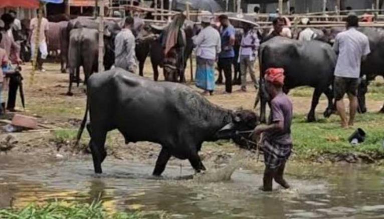 দেওয়ানগঞ্জ পশুর হাটে মহিষের তান্ডব, প্রাণ গেল ২ জনের
