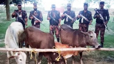 চাঁপাইনবাবঞ্জ সীমান্তে ভারতীয় ৪ গরু জব্দ