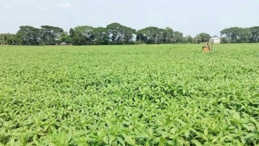 সালথায় পাটের আবাদ বেড়েছে, উৎপাদন বাড়লেও খরচের চাপে দিশেহারা কৃষক