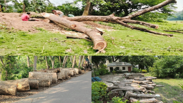 খাল পুনঃখনন দেখিয়ে বন বিভাগের দুই শতাধিক গাছ কাটার অভিযোগে,তদন্ত কমিটি গঠন