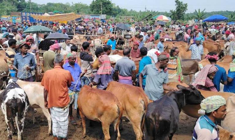 চুয়াডাঙ্গার হাটগুলোতে এবার মাঝারি সাইজের গরুর চাহিদা বেশি