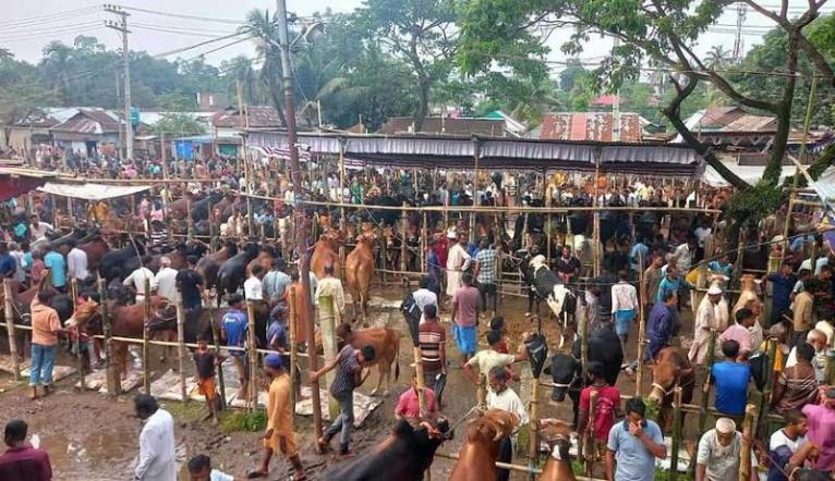 হবিগঞ্জে জমে উঠেছে পশুর হাট