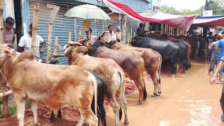 ফরিদপুরের টেপাখোলায় জমজমাট গরুর হাট