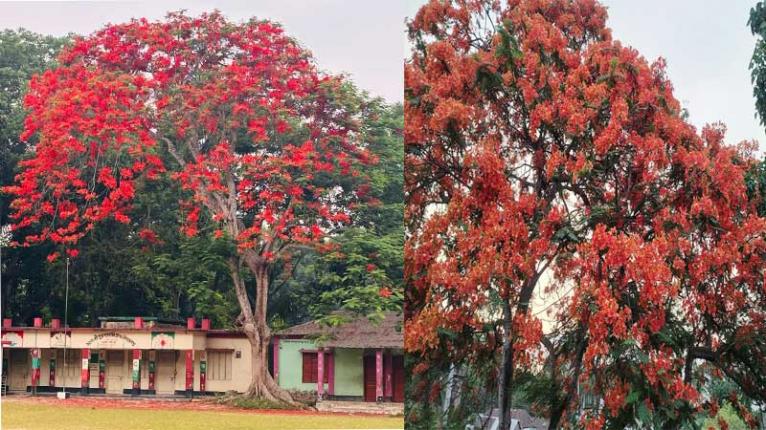মধুখালীতে কৃষ্ণচূড়ার রঙে সেজেছে সড়ক