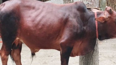সদরপুরে এলএসডি স্কিন রোগের প্রাদুর্ভাব, শতাধিক গবাদি পশু আক্রান্ত; দিশেহারা খামারিরা