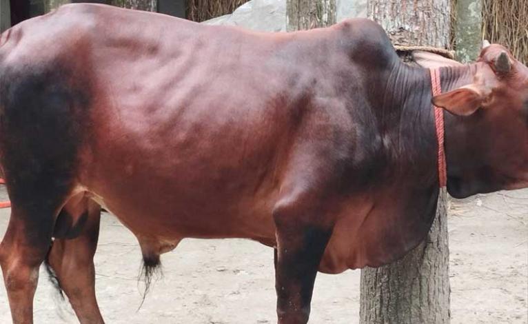 সদরপুরে এলএসডি স্কিন রোগের প্রাদুর্ভাব, শতাধিক গবাদি পশু আক্রান্ত; দিশেহারা খামারিরা