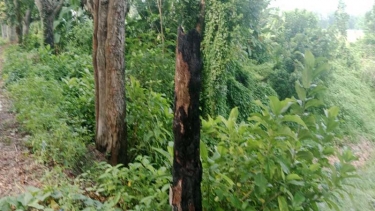 আলফাডাঙ্গায় রাতের আঁধারে সামাজিক বনায়নের গাছ পুড়িয়ে দেওয়ার অভিযোগ