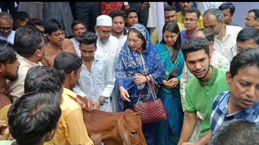 ফরিদপুরে সুবিধাবঞ্চিত জনগোষ্ঠীর মাঝে ১৫৬টি গরু বিতরণ করছে নারী উন্নয়ন ফোরাম