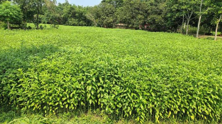সোনালী আঁশে স্বপ্ন বুনছেন চাষীরা লক্ষমাত্রা অর্জন হয়েছে দাবি কৃষি অধিদপ্তরের