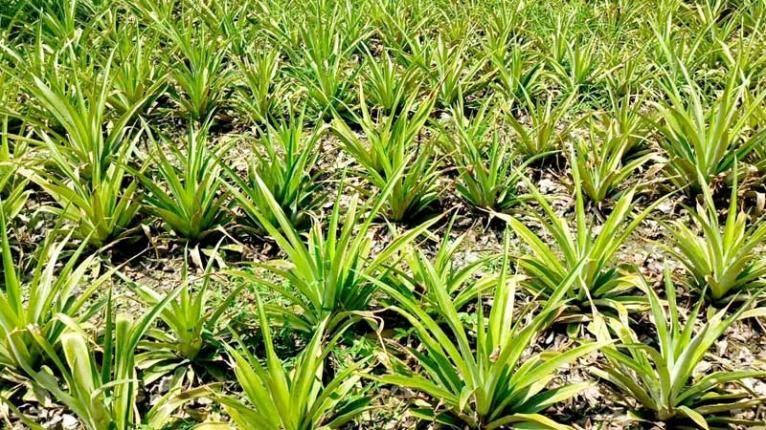 সালথায় ৮ বিঘা জমিতে বাণিজ্যিক আনারস চাষ, কৃষক মিলনের চোখে ৮০ লাখ টাকার স্বপ্ন