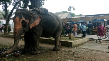 সদরপুরে হাতির সাথে ধাক্কা লেগে অটো রিকশা উল্টে শিশু নিহত