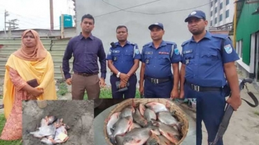 সোনারগাঁয়ে ২৫ কেজি নিষিদ্ধ পিরানহা মাছ জব্দ
