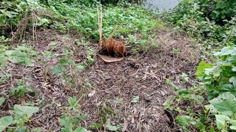 সরকারি গাছেও চোরের থাবা, আলফাডাঙ্গায় গভীর রাতে চলছে গাছ কাটা