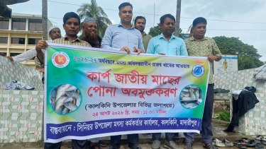 কালকিনিতে সরকারি অর্থায়নে ৩০৪ কেজি কার্প জাতীয় মাছের পোনা অবমুক্ত