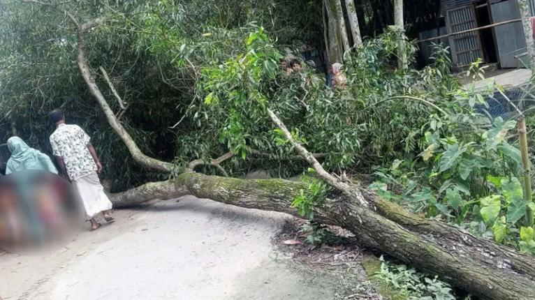 জামালপুরে গাছচাপায় বৃদ্ধার মৃত্যু