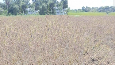 মধুখালীতে টানা বৃষ্টিতে মরিচের ব্যাপক ক্ষতি