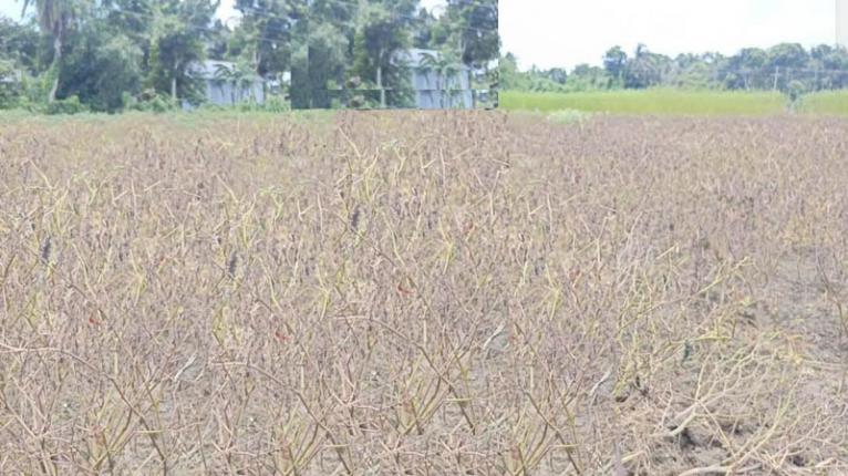 মধুখালীতে টানা বৃষ্টিতে মরিচের ব্যাপক ক্ষতি