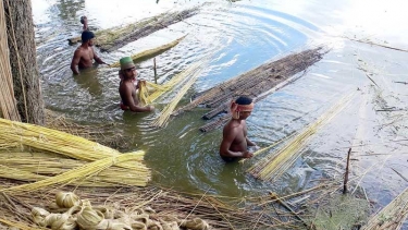 পানির অভাবে পাট জাগ দিতে বাড়তি খরচ, বিপাকে সালথার চাষিরা