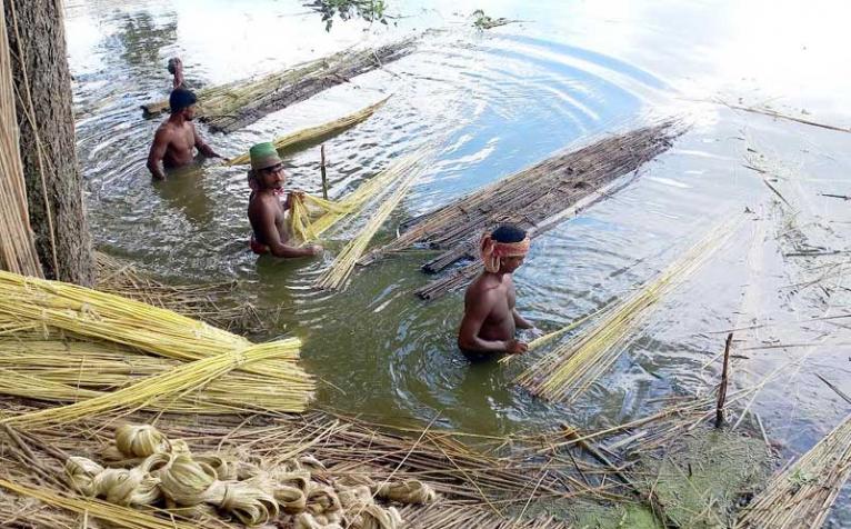 পানির অভাবে পাট জাগ দিতে বাড়তি খরচ, বিপাকে সালথার চাষিরা