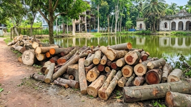 কালকিনিতে সরকারি নিয়ম ভেঙে কলেজের ৫টি গাছ কর্তন: অধ্যক্ষ ও ইজারাদারের বাকযুদ্ধ