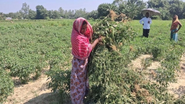 মাদারগঞ্জে রাতের আঁধারে মরিচ ক্ষেত বিনষ্ট করল দুর্বৃত্তরা, থানায় অভিযোগ