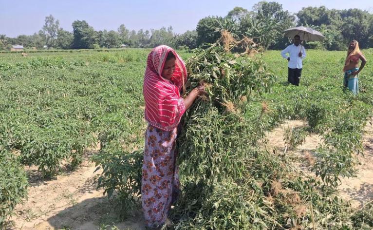মাদারগঞ্জে রাতের আঁধারে মরিচ ক্ষেত বিনষ্ট করল দুর্বৃত্তরা, থানায় অভিযোগ